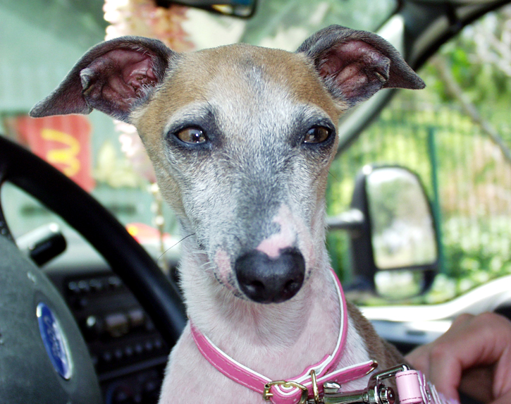 Italian greyhound clearance puppy rescue